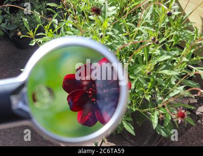 Schöne und bunte Blumen mit einer Lupe gezoomt Stockfoto