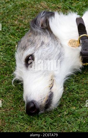 Lurcher Dog liegt auf Gras Stockfoto