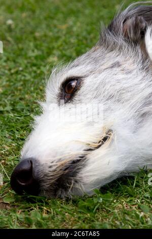 Lurcher Dog liegt auf Gras Stockfoto