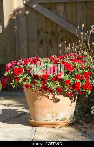 Rote Petunia Blüten in einem Terrakotta-Topf Stockfoto