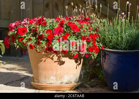 Rote Petunia Blüten in einem Terrakotta-Topf Stockfoto