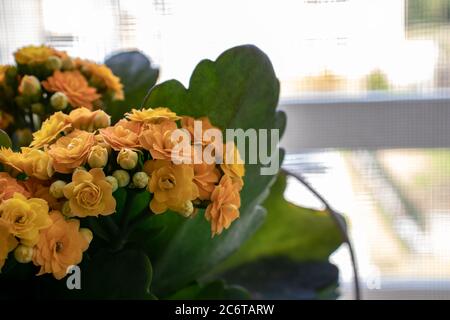 Eine Zimmerpflanze voller kleiner farbiger Blumen, der Frühling, der sich mit seinen Farben freut. Stockfoto