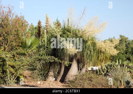 Beaucarnea recurvata - Elefantenfuß.´s Parque de La Paloma, Benalmádena, Málaga, Spanien. Stockfoto