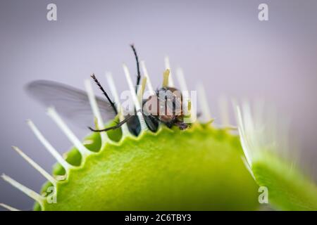 Ein Nahaufnahme Bild einer einzelnen gemeinsamen grünen Flasche fliegen, die in einer venus Fliegenfalle gefangen worden Stockfoto