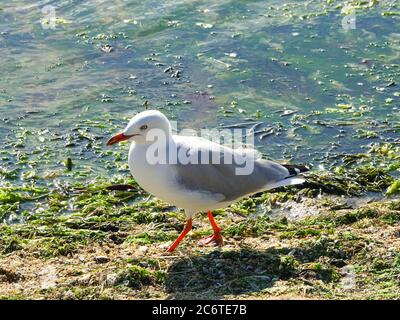 Eine wilde Möwe, die in der Nähe des Wasserstrandes unter Sonnenlicht nach Nahrung sucht Stockfoto