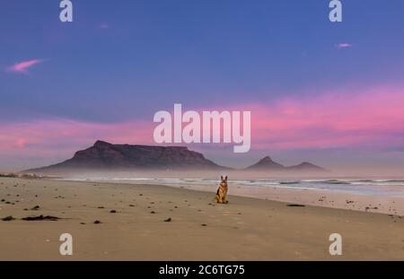 Deutscher Schäferhund spielt am Strand bei Sonnenaufgang mit Tafelberg im Hintergrund, Kapstadt, Südafrika Stockfoto