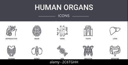 Menschliche Organe Konzept Linie Symbole Set. Enthält Symbole für Web, Logo, ui / ux wie Gehirn, Zahn, Schilddrüse, dna, Skelett, Darm, Leber, Venen Stock Vektor