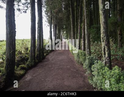 Parkway Fußweg mit hohen Nadelbäumen zum Rastplatz im Wald rund um den See lagoa do canario. sao miguel Azoren, gedämpfte Farben, Retro-Look Stockfoto