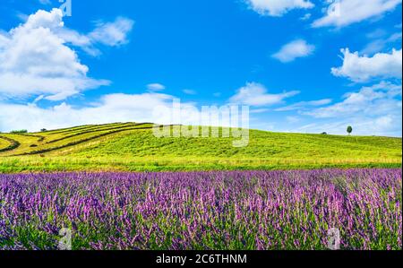 Lavendelblüten in der Toskana, Hügel, Zypressen und grüne Felder. Santa Luce, Pisa Italien, Europa Stockfoto