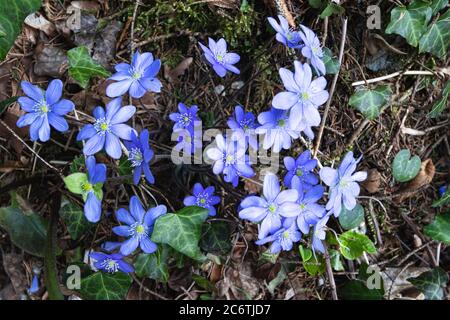 Blaue gewöhnliche Anemone hepatica Liverwort kidneywort Blumen Stockfoto