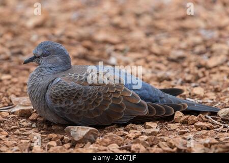 Europäische Turteltaube Streptopelia turtur schlafen Stockfoto