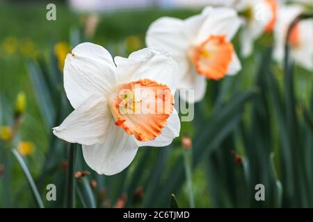 Weiß Paperwhite Narcissus tazetta buntschlümten Narzissen Blumen Stockfoto
