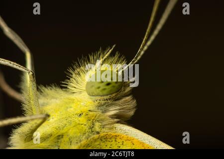 Makro Foto Pieris rapae Kohl weißen Schmetterling Stockfoto