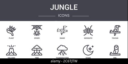 Dschungel-Konzept-Linie Symbole Set. Enthält Symbole für Web, Logo, ui/ux wie Spinne, Mücke, Vulkan, Gewitter, Sterne, Eule, Tukan, Schlange Stock Vektor