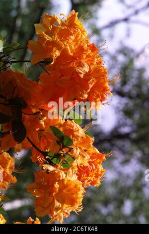 Catawba Rhododendron cultivar (Rhododendron catawbiense) Stockfoto