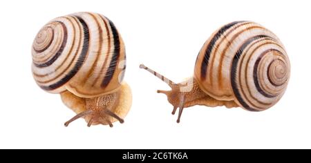 Gartenschnecke vor, isoliert auf weißem Hintergrund. Stockfoto