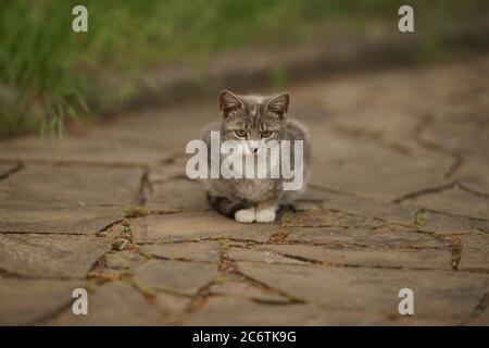 Einsame Katze auf der Straße, bw. Stockfoto