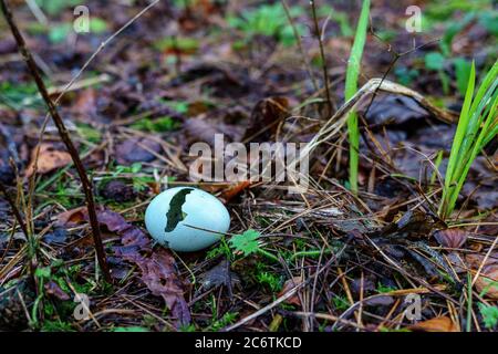 Ein Amsel-Ei, Ende Januar auf dem Boden gebrochen. Stockfoto