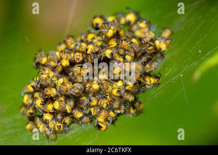 Junge Baby gelbe Garten Spinnen Argiope aurantia Stockfoto