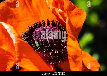 Leuchtend rote orientalische Mohnblume Papaver orientale Blume Stockfoto