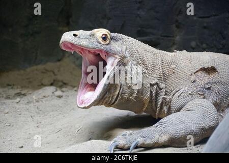 Eine Nahaufnahme eines komodo-Drachen, der seinen Mund öffnet Stockfoto