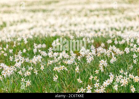 Feld Narzisse Blumen Golica Slowenien Stockfoto