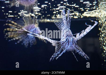 Nahaufnahme eines Löwenfischs, der in einem Aquarium schwimmt Stockfoto
