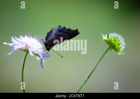 Ein Schmetterling auf einer Blume mit geschlossenen Flügeln sitzend. Stockfoto
