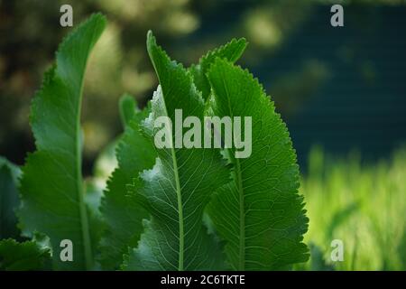 Im Garten wächst frischer grüner Meerrettich. Stockfoto