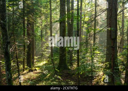 Der Primärwald Corkova uvala im Nationalpark Plitvicer Seen, Kroatien Stockfoto