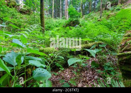 Der Primärwald Corkova uvala im Nationalpark Plitvicer Seen, Kroatien Stockfoto