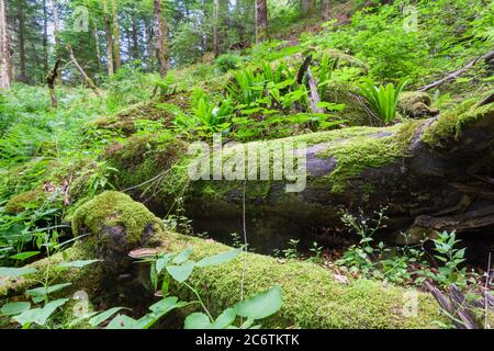 Der Primärwald Corkova uvala im Nationalpark Plitvicer Seen, Kroatien Stockfoto