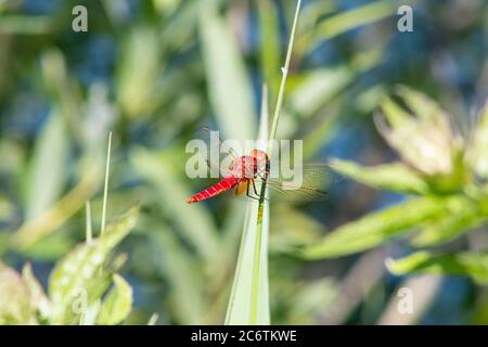 Rote scharlachrote Libelle Crocothemis erythraea Flügel Stockfoto