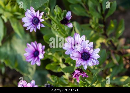 Lila rosa Gänseblümchen afrikanische Gänseblümchen osteospermum Blüten Stockfoto
