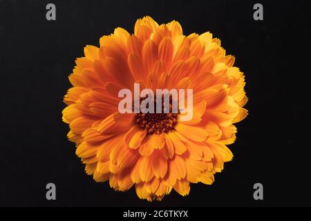 Lebendige orange Topf Ringelblume Calendula officinalis Blume Stockfoto