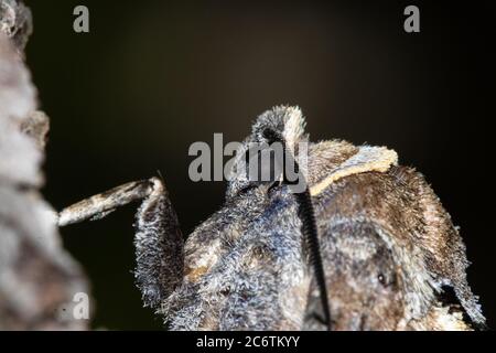 Makro Foto Ziege Motte Cossus cossus Augen Stockfoto