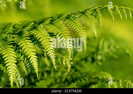 Die Blätter von Pteridium aquilinum (Bracken, Bracken oder gewöhnliche Bracken) Stockfoto