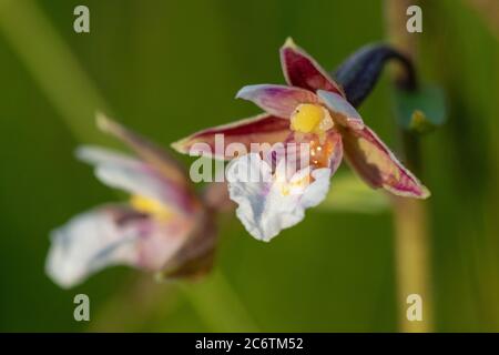 Nahaufnahme von Epipactis palustris (Sumpfhelleborine) Stockfoto