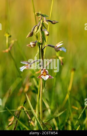 Nahaufnahme von Epipactis palustris (Sumpfhelleborine) Stockfoto