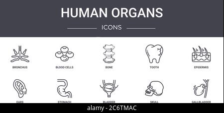 Menschliche Organe Konzept Linie Symbole Set. Enthält Symbole für Web, Logo, ui / ux wie Blutzellen, Zahn, Ohren, Blase, Schädel, Gallenblase, Epiderm Stock Vektor