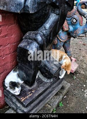 Zwei Katzen, die am Fuß einer Statue in Fort Kochi, Kerala, spielen. Indien. Stockfoto
