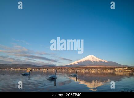 Wunderschöne Schwäne schwimmen im Yamanaka See in der Nähe des Fuji Berges Stockfoto