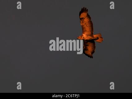 Ein Bussard (Buteo buteo) im goldenen Abendlicht, Warwickshire Stockfoto