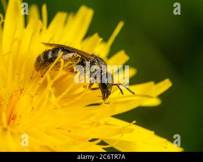 Gemeine Furchenbiene, Lasioglossum calceatum, die sich auf einer britischen Wiese mit dem Pollen einer Falkbit-Blume ernährt. Stockfoto