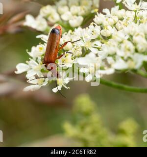 Erwachsener roter Soldatenkäfer, Rhagonycha fulva, der sich im Blütenkopf des Hogweed, Heracleum spondylium, in einer britischen Heckenart ernährt Stockfoto