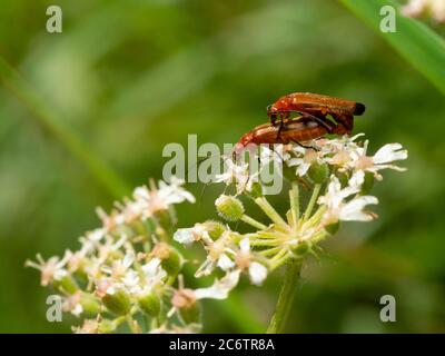 Erwachsene rote Soldatenkäfer, Rhagonycha fulva, die im Blütenkopf des Hogweed, Heracleum spondylium, auf einer britischen Wiese paaren Stockfoto