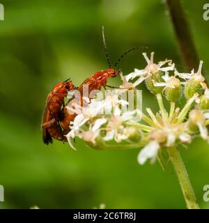 Erwachsene rote Soldatenkäfer, Rhagonycha fulva, die im Blütenkopf des Hogweed, Heracleum spondylium, auf einer britischen Wiese paaren Stockfoto