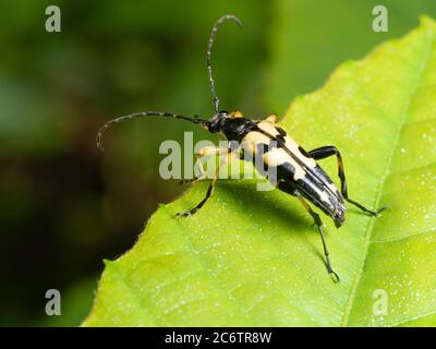 Gelb und schwarz markierte Körper des Waldrandes und Heckenart UK gefleckte Langnorn Käfer, Rutpela maculata Stockfoto