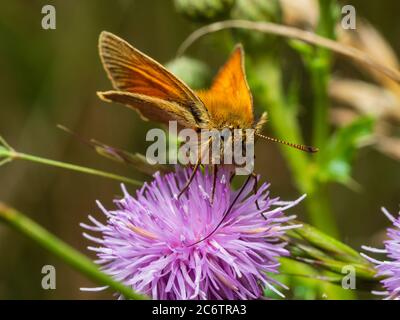 Erwachsene männliche kleine Skipper Schmetterling Fütterung auf kriechende Distel, Cirsium arvense, in Großbritannien Grasland Stockfoto