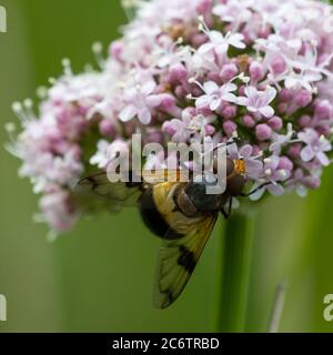 Große weibliche Pelluzide Schwebefliege, Volucella pellucens, Fütterung von gemeinem Baldrian, Valeriana officinalis in den Norfolk Broads, Großbritannien Stockfoto